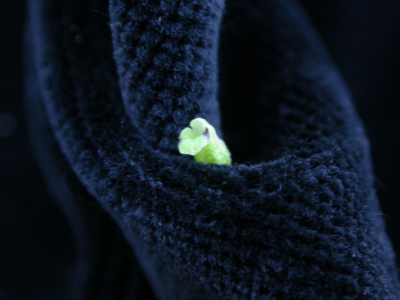 Platostoma coloratum other