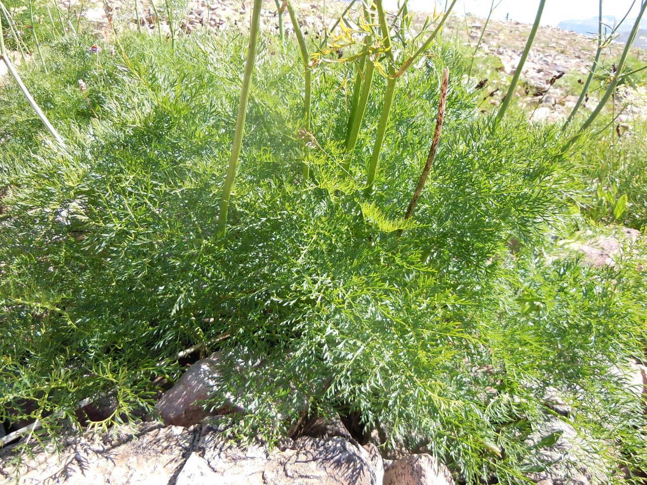 Ligusticum filicinum habit