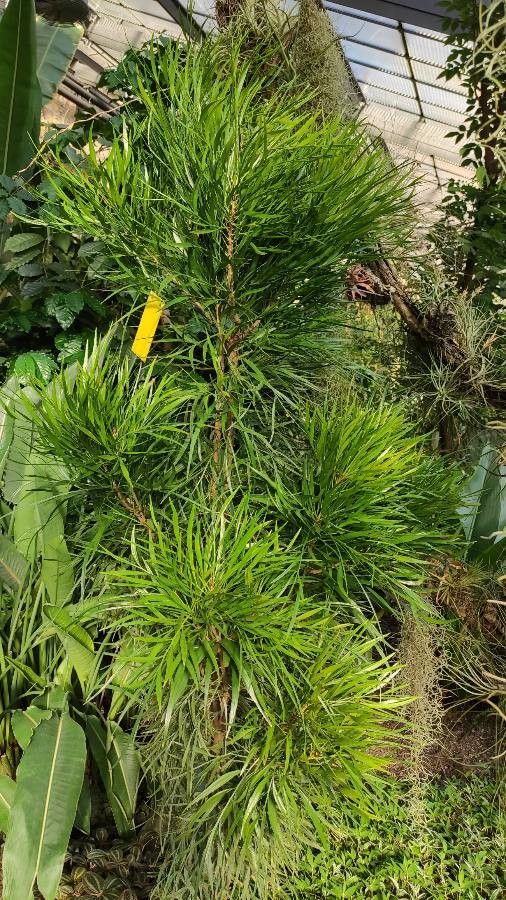 Phyllanthus angustifolius habit