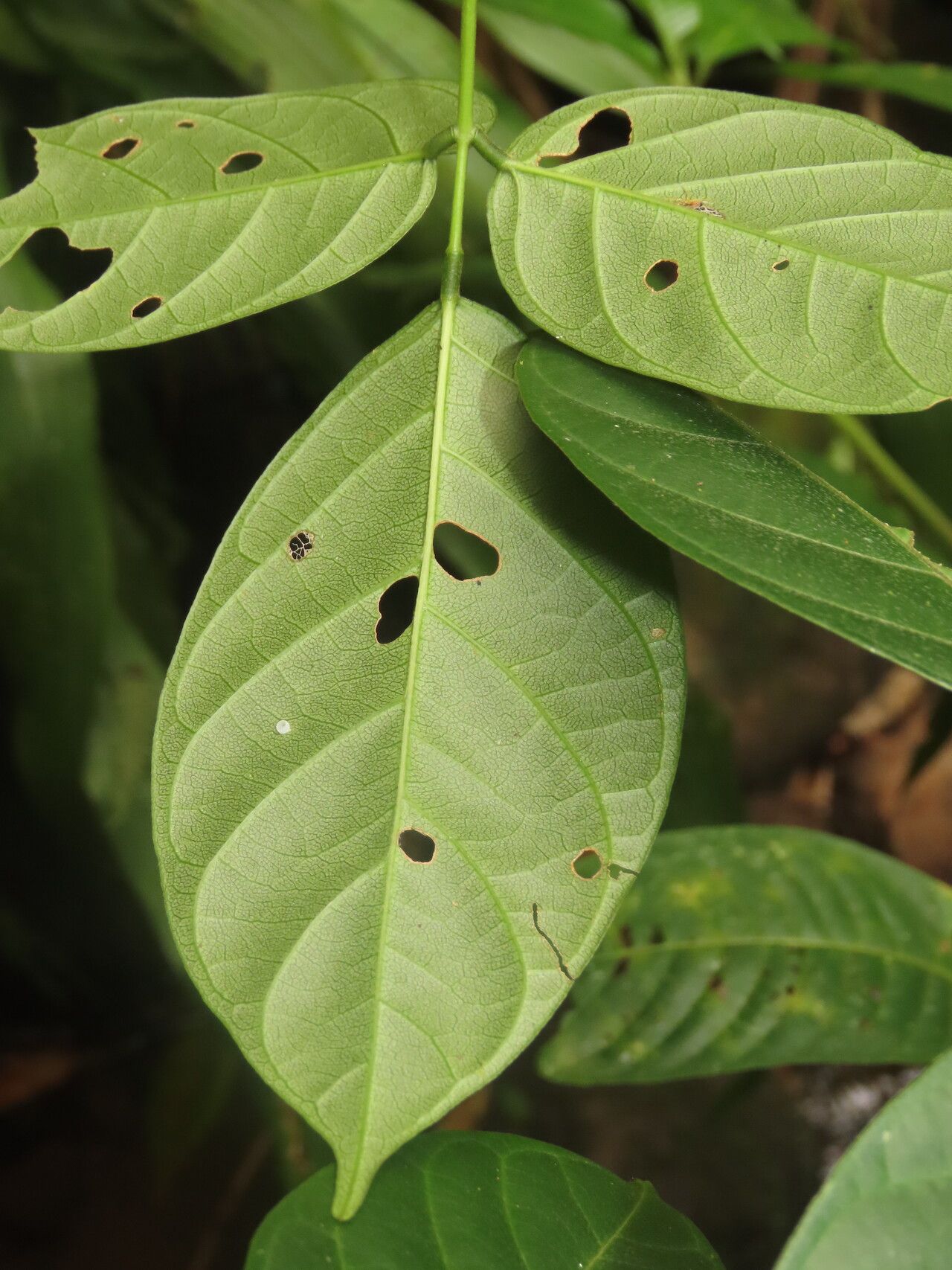 Canavalia oxyphylla — houseplant care guide