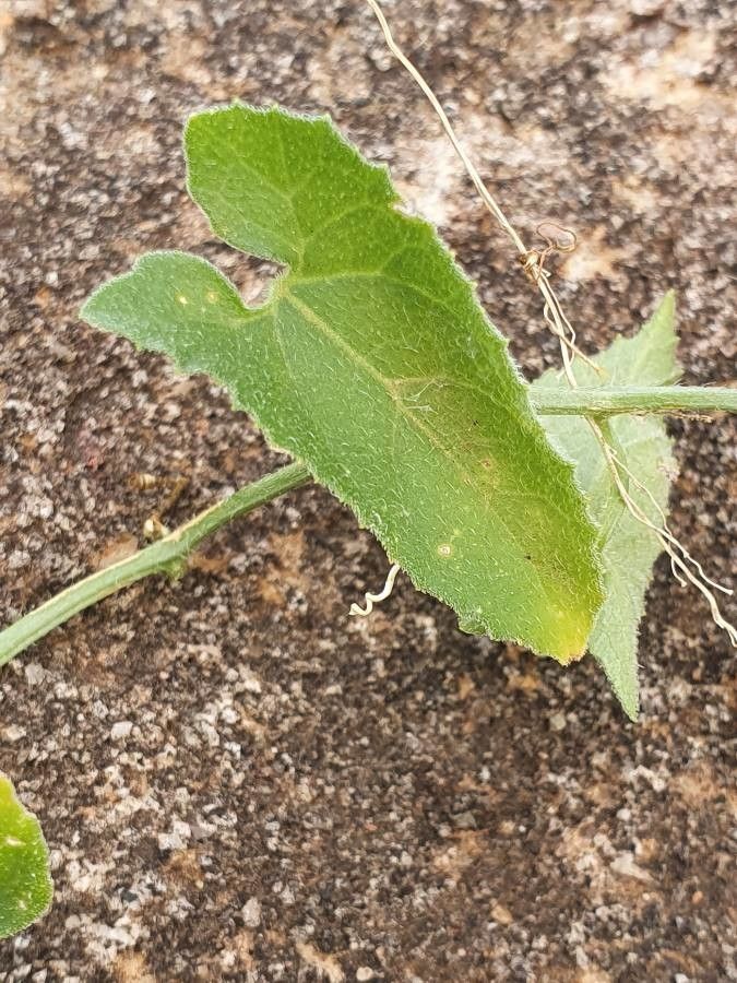 Kedrostis foetidissima leaf