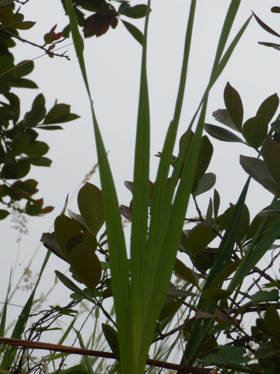 Gladiolus dalenii leaf