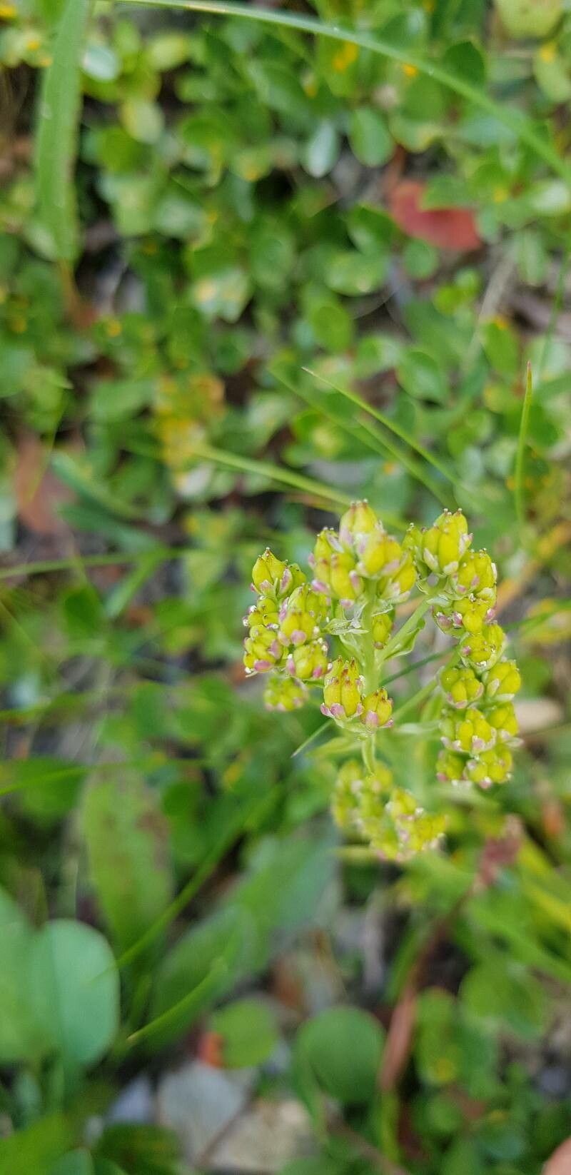 Tofieldia calyculata fruit