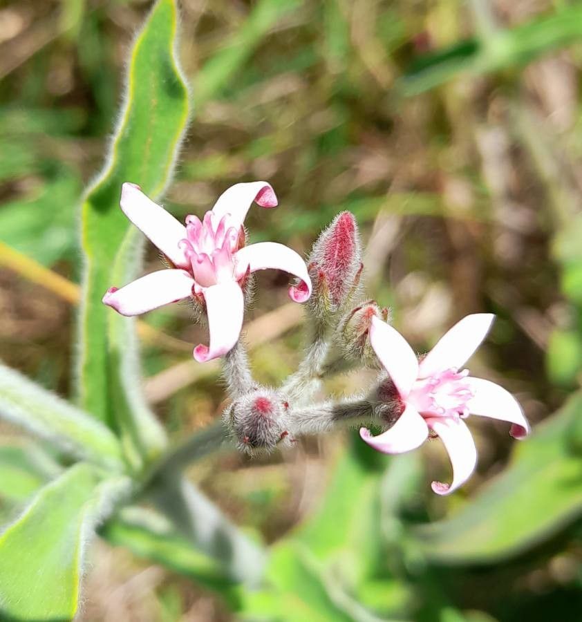 Oxypetalum solanoides flower
