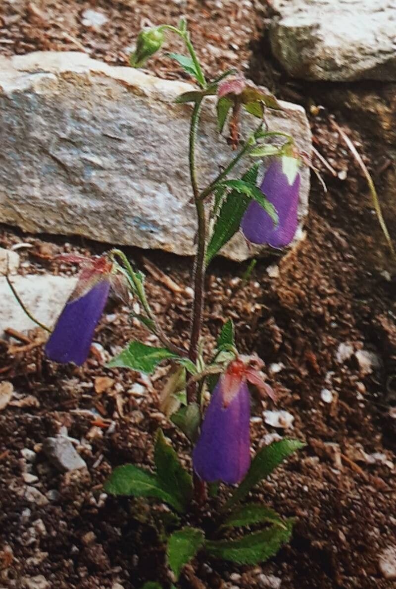 Campanula wanneri habit