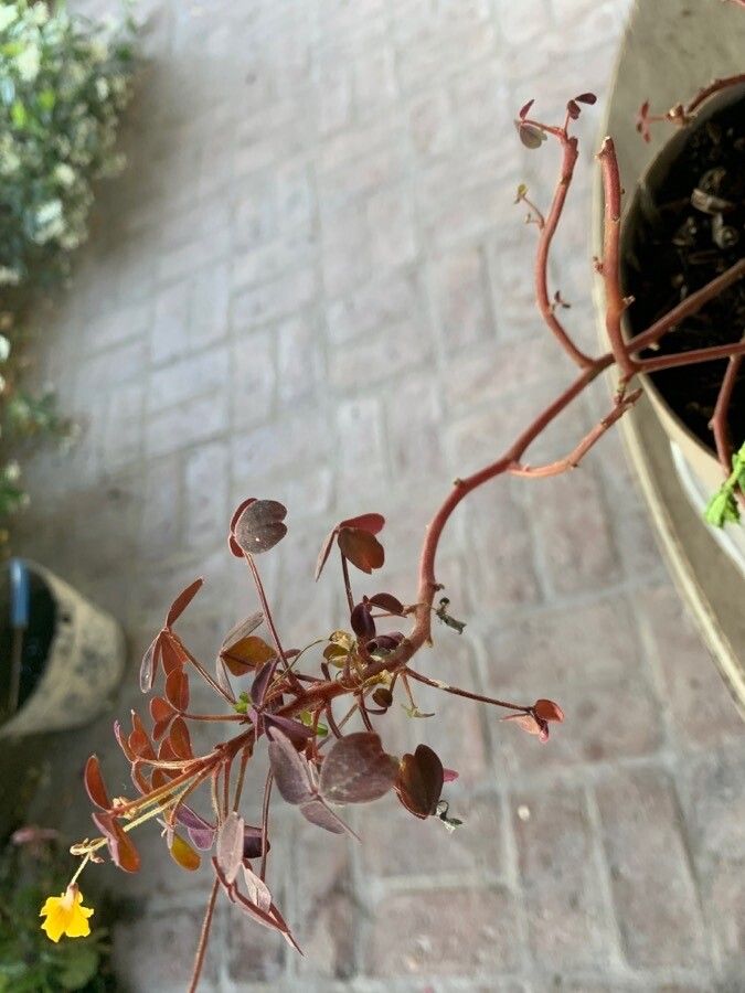 Oxalis spiralis bark