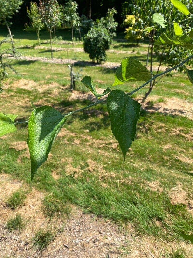 Celtis biondii leaf