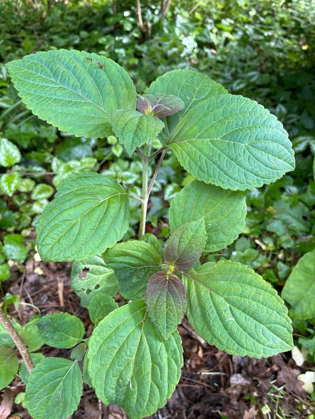 Elsholtzia flava — houseplant care guide