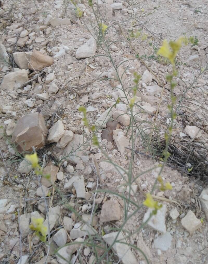 Linaria tenuis habit