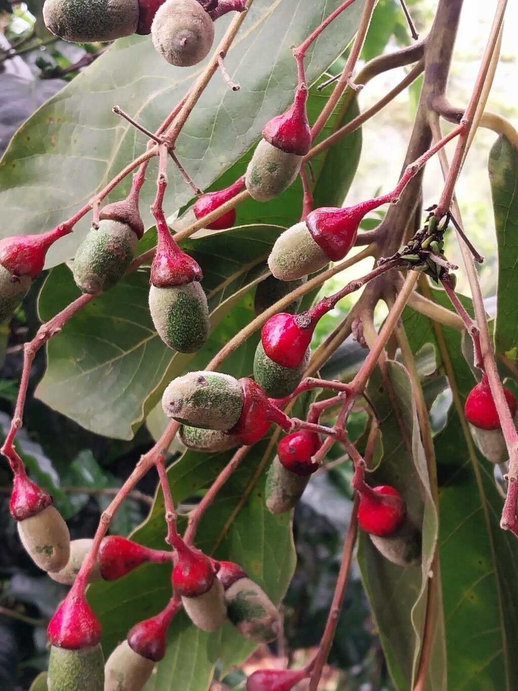 Ocotea sinuata fruit