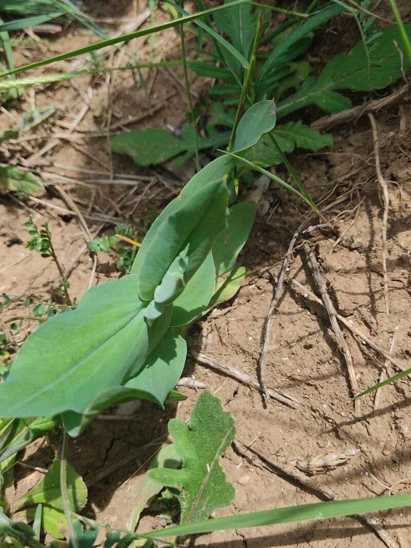 Bupleurum subovatum — search result for 'Bupleurum'