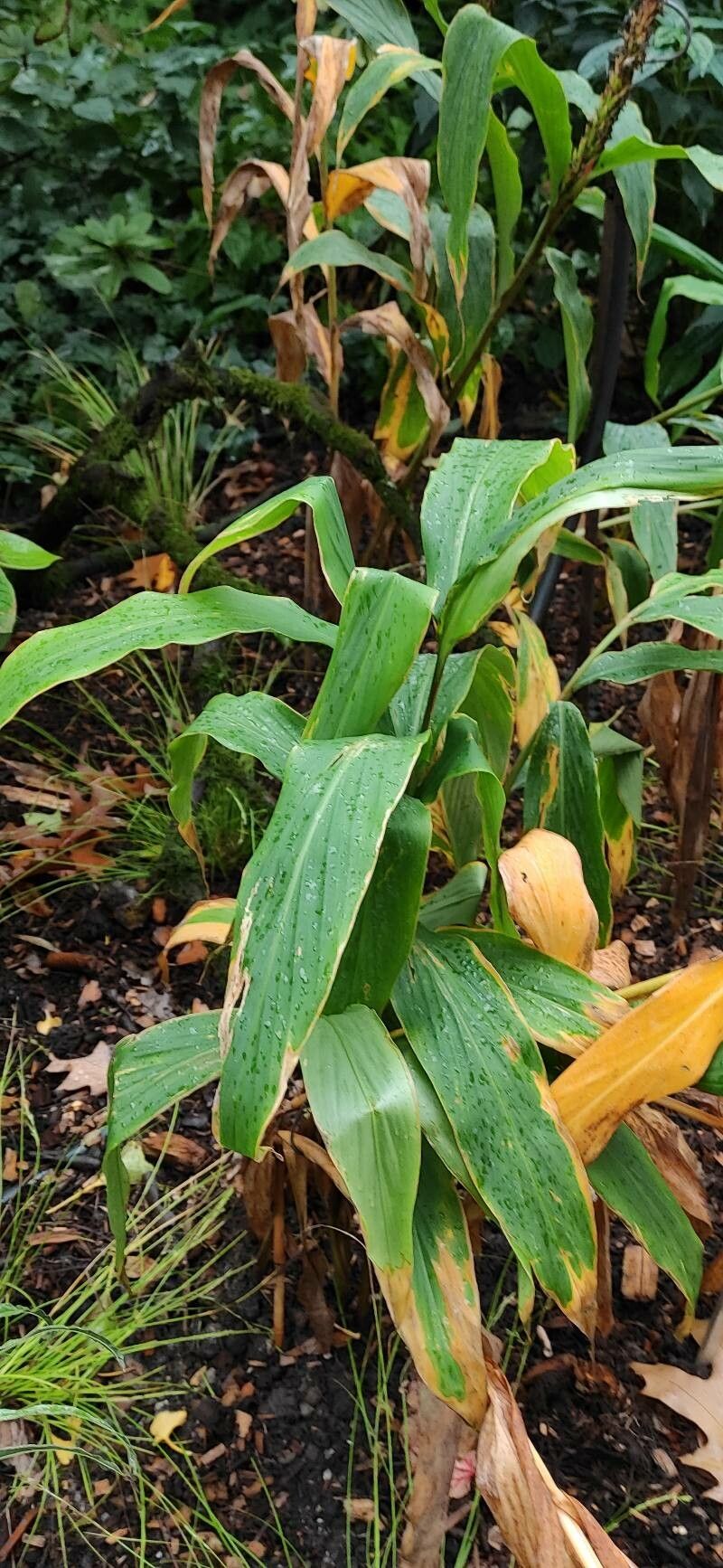 Hedychium densiflorum habit