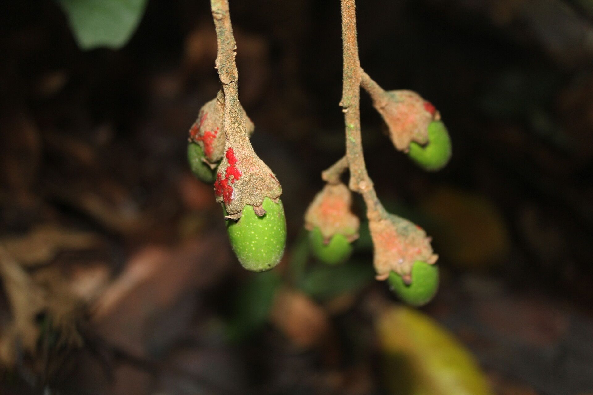 Ocotea gomezii fruit