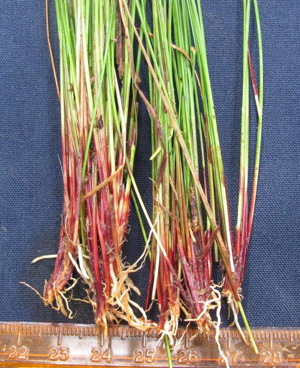 Eleocharis sellowiana — search result for 'Eleocharis'