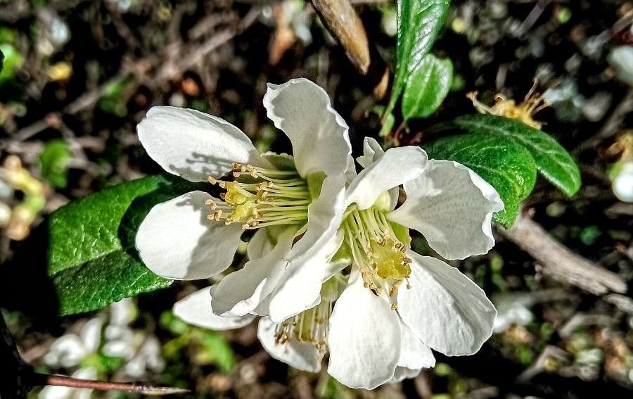 Prunus salicina flower