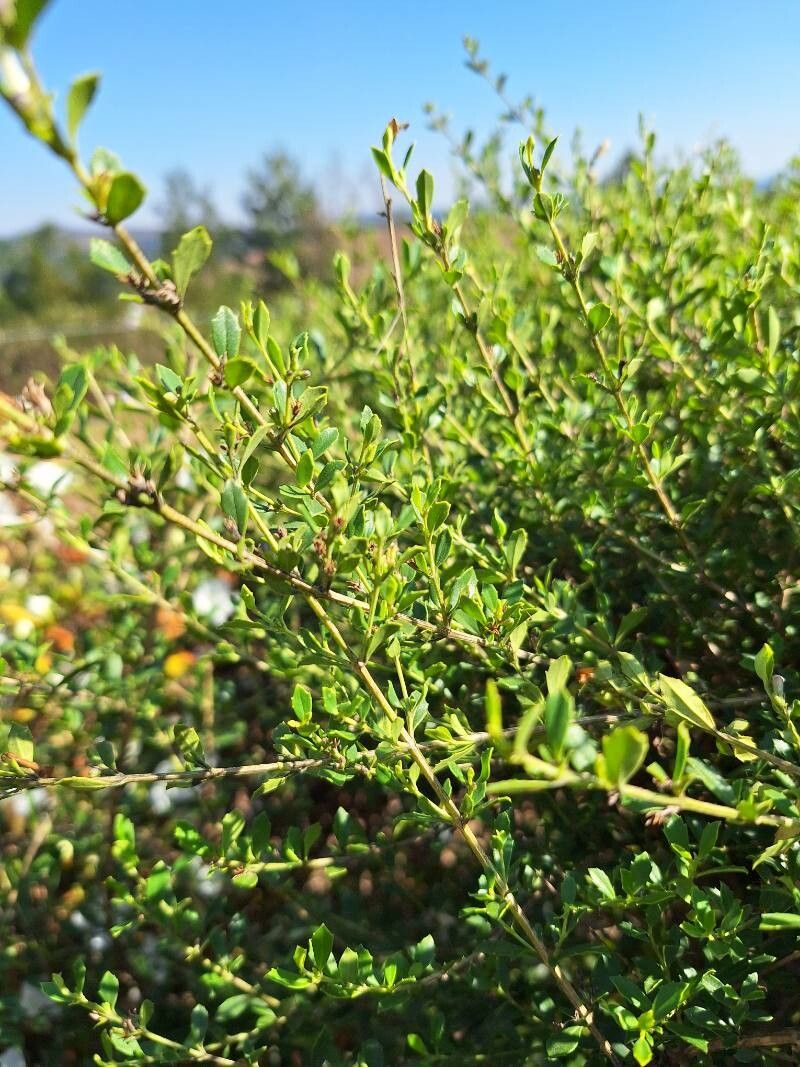 Freylinia tropica leaf