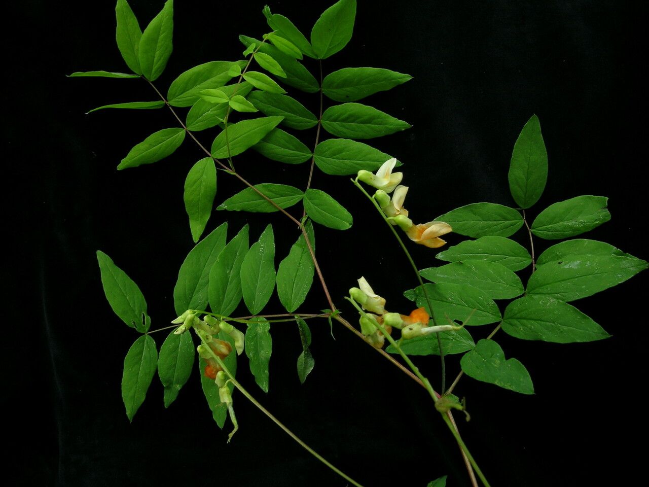 Lathyrus emodi habit