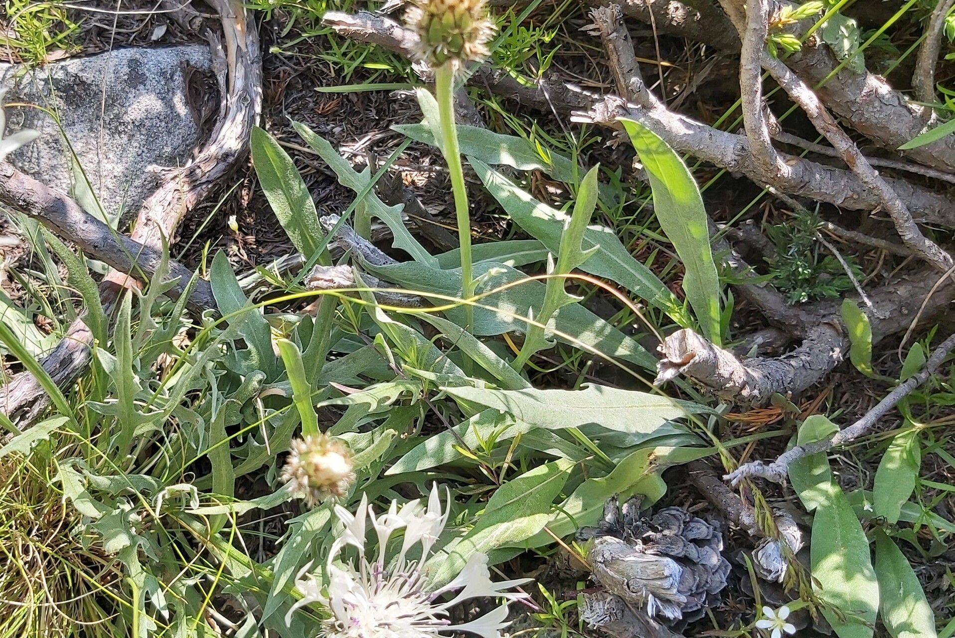 Centaurea vichrenensis — houseplant care guide