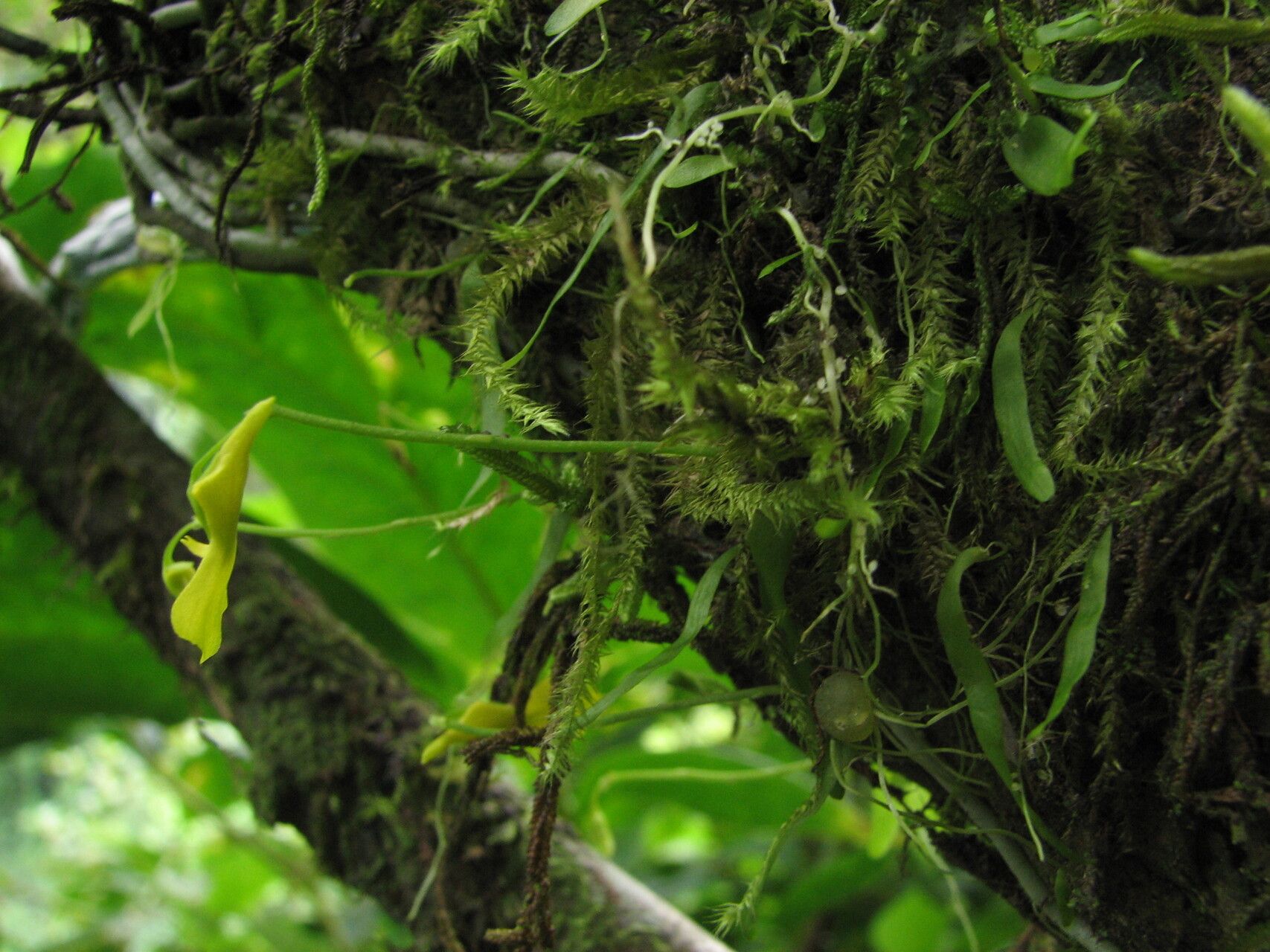 Utricularia mannii habit