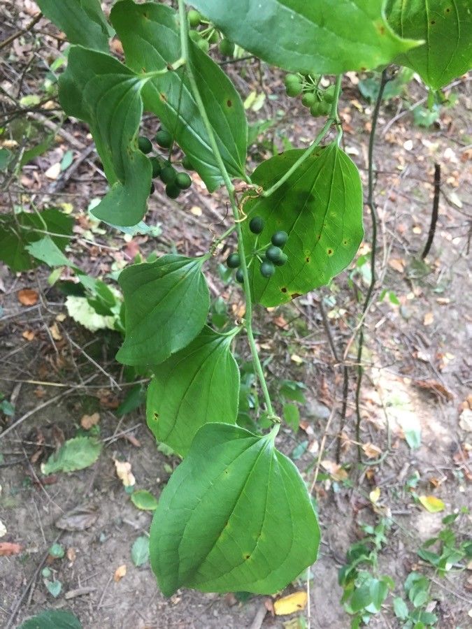 Smilax glauca fruit