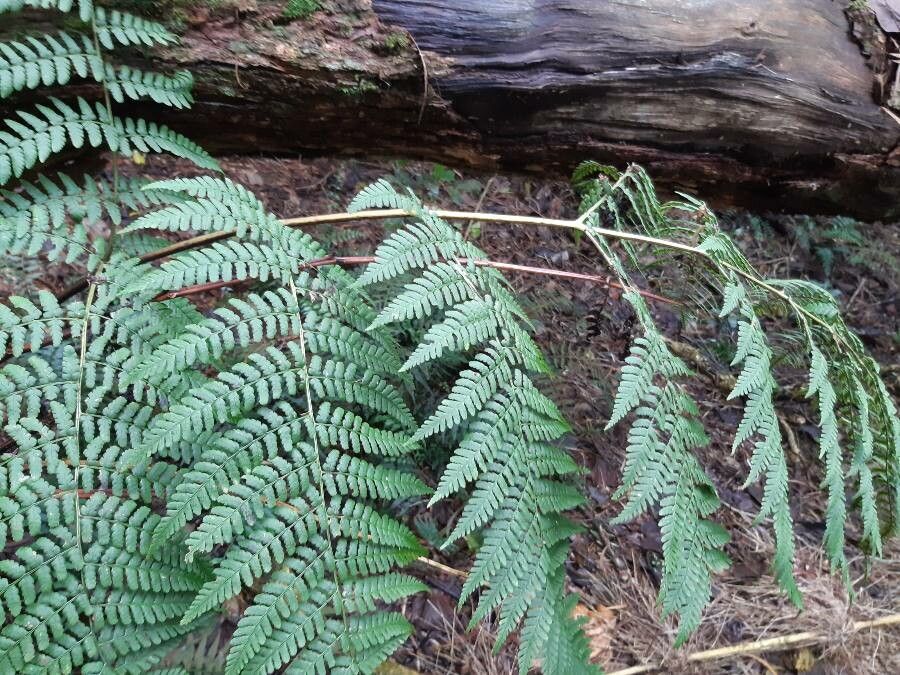 Dryopteris aquilinoides habit