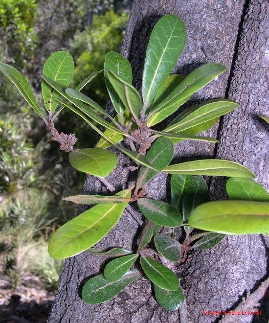 Pycnandra francii habit