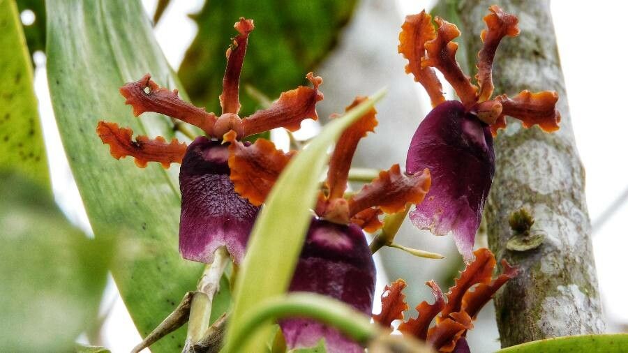 Oncidium fuscatum — search result for 'Oncidium'