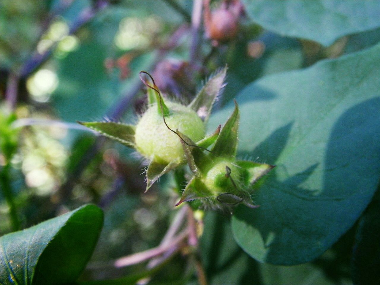 Ipomoea cordatotriloba fruit
