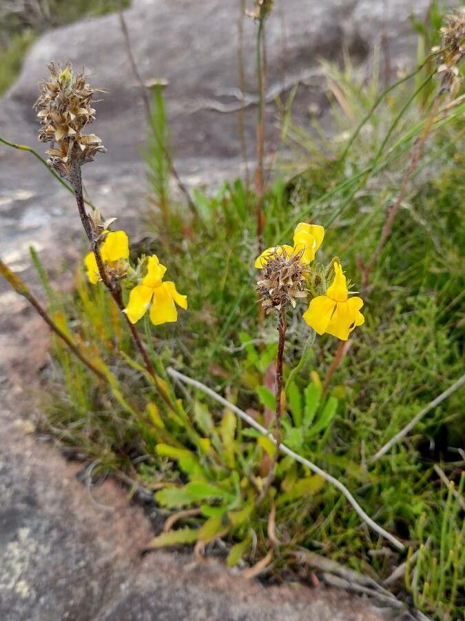 Goodenia glomerata habit