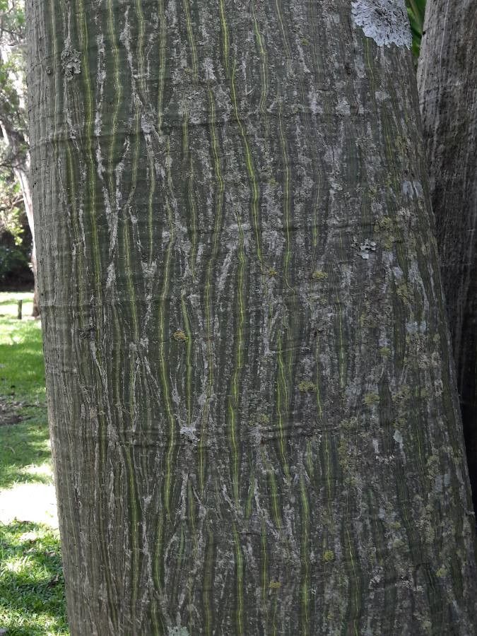 Pseudobombax septenatum bark