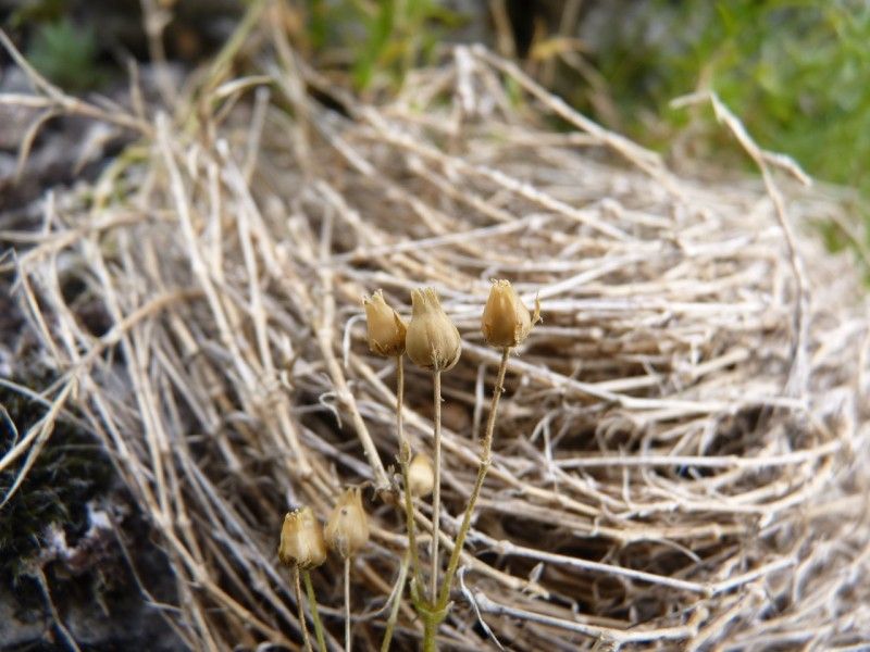 Arenaria grandiflora fruit