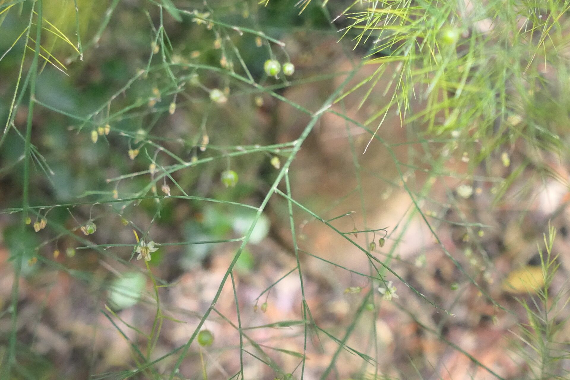 Asparagus virgatus flower