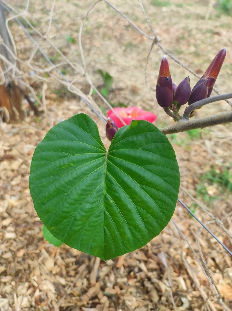 Stictocardia tiliifolia leaf