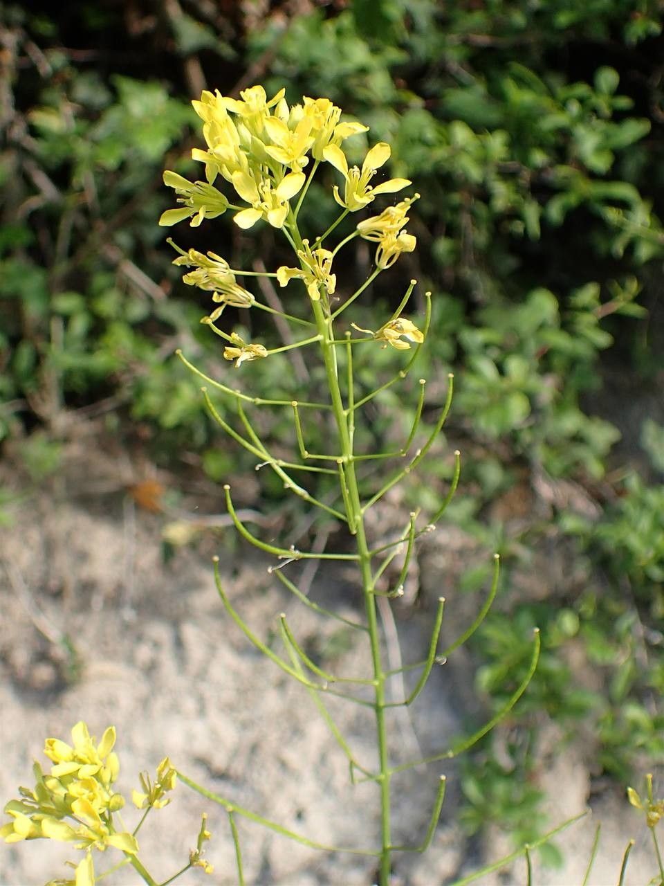Erucastrum nasturtiifolium fruit