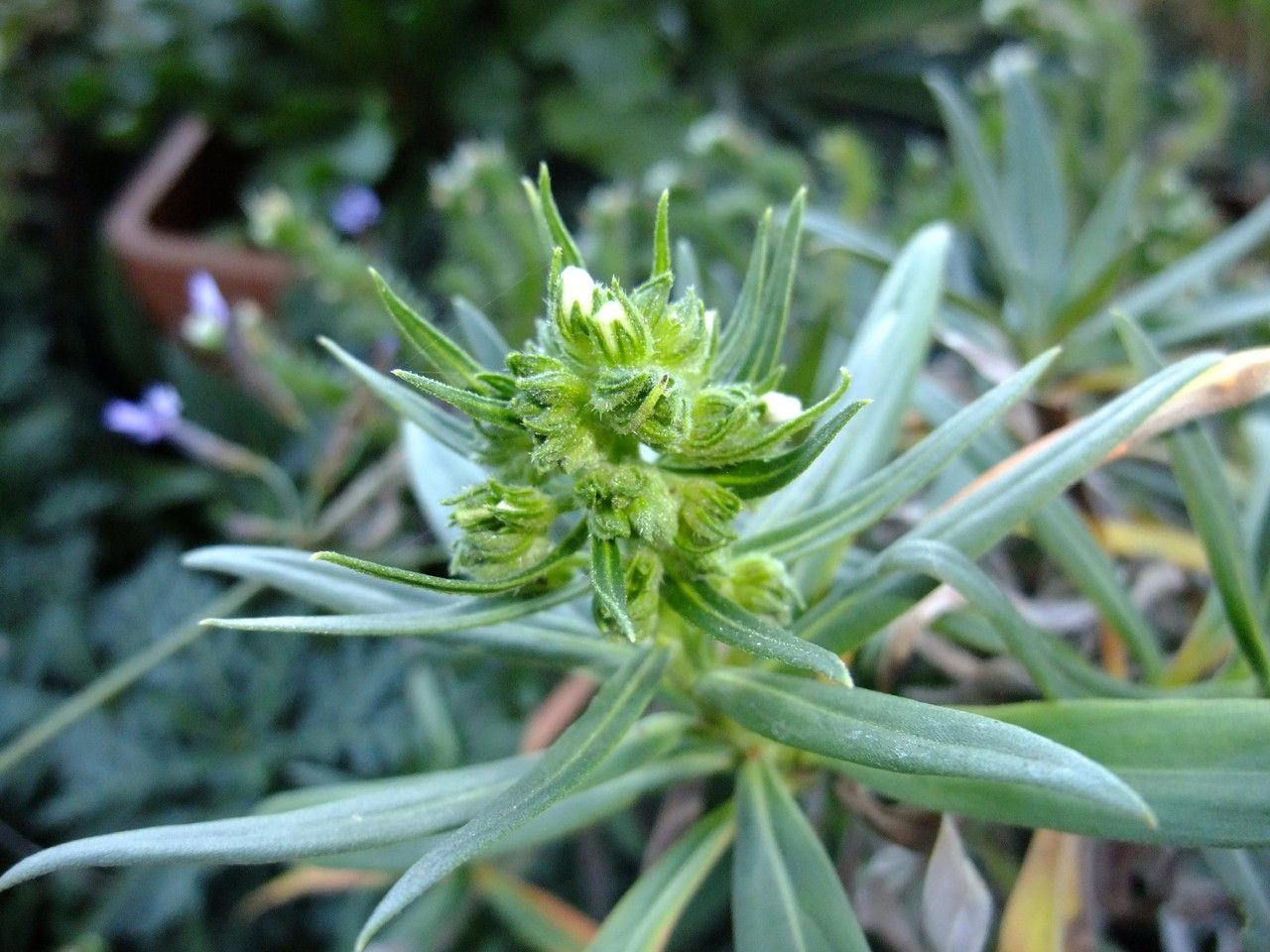 Echium sventenii flower