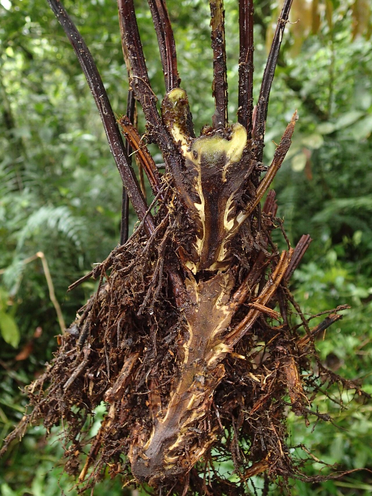 Pteris pteridioides other