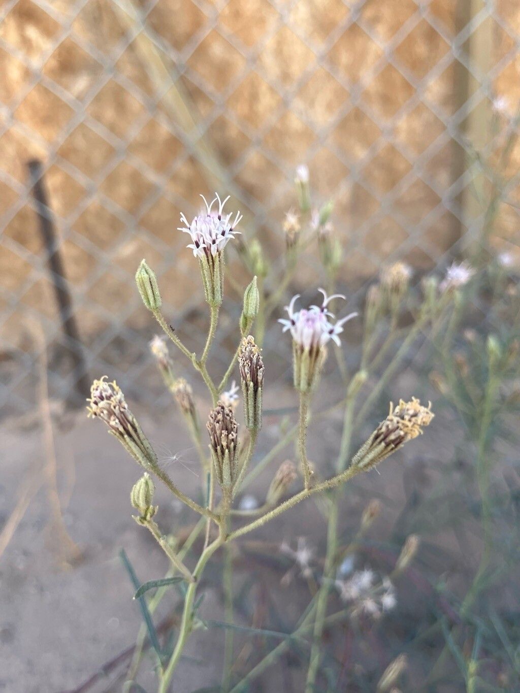 Palafoxia arida flower