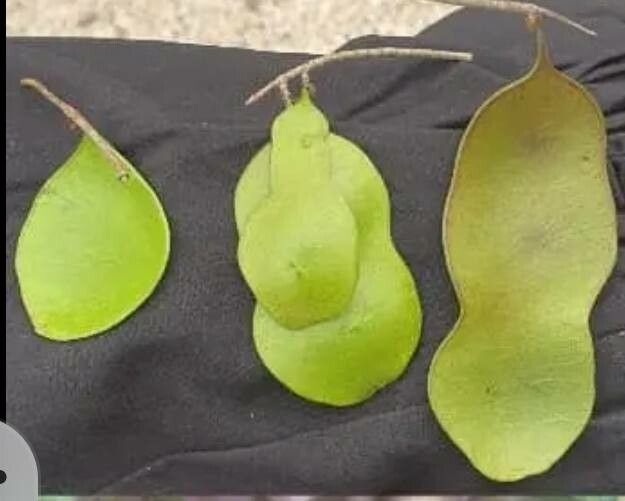 Dalbergia melanoxylon fruit