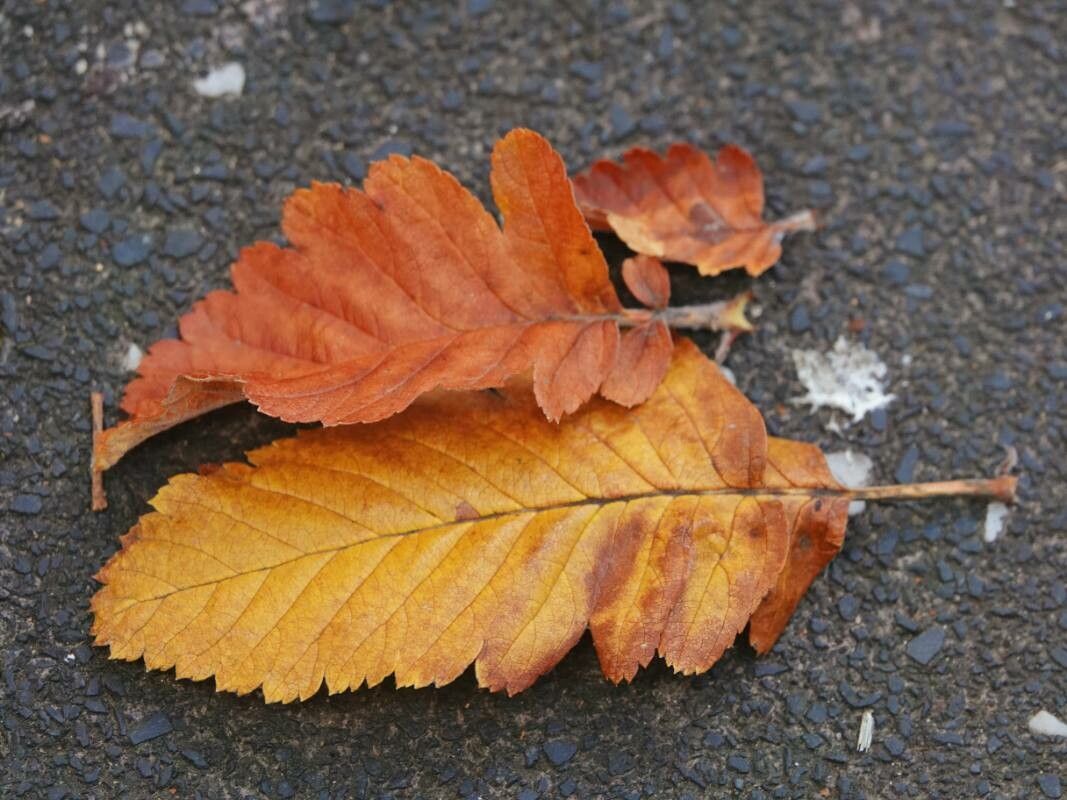 Sorbus x thuringiaca leaf