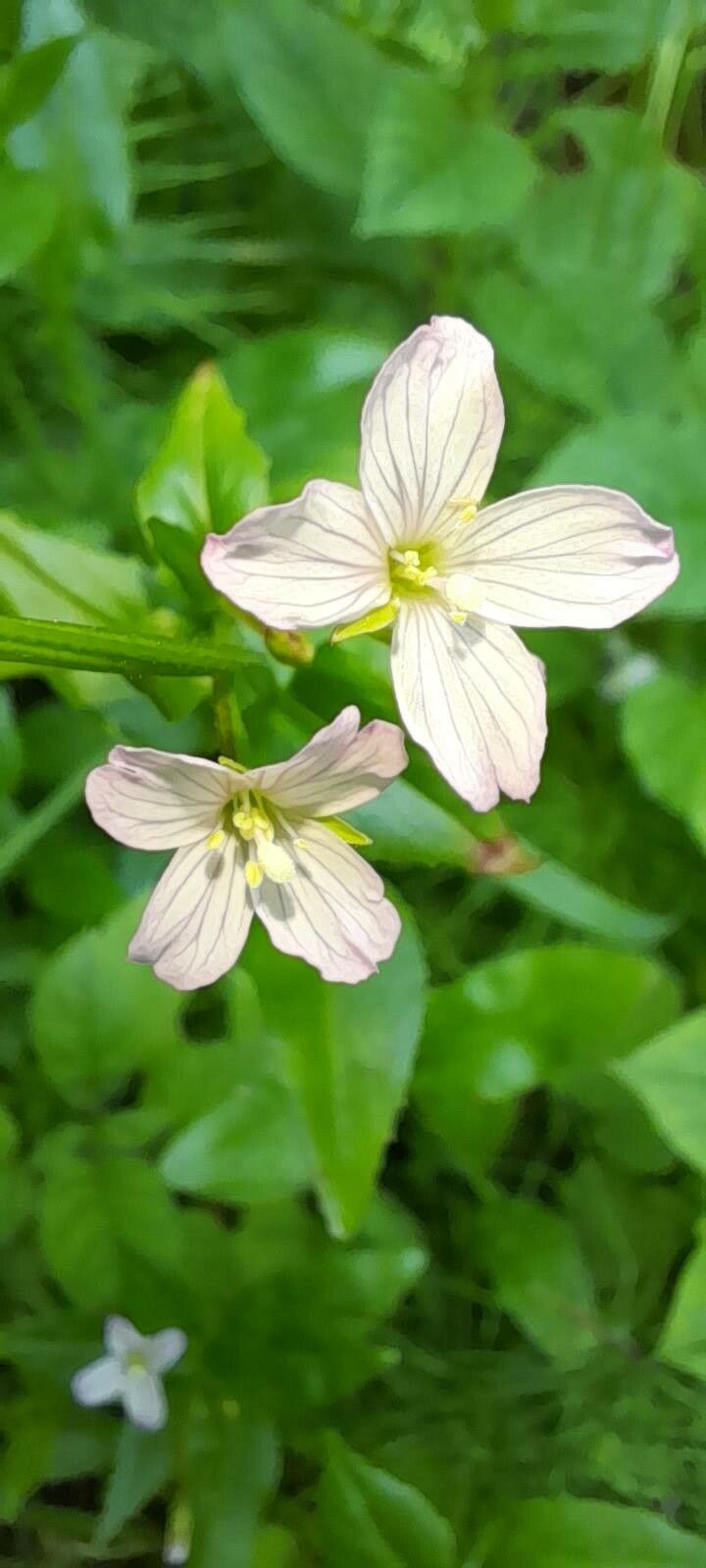 Epilobium hornemannii flower