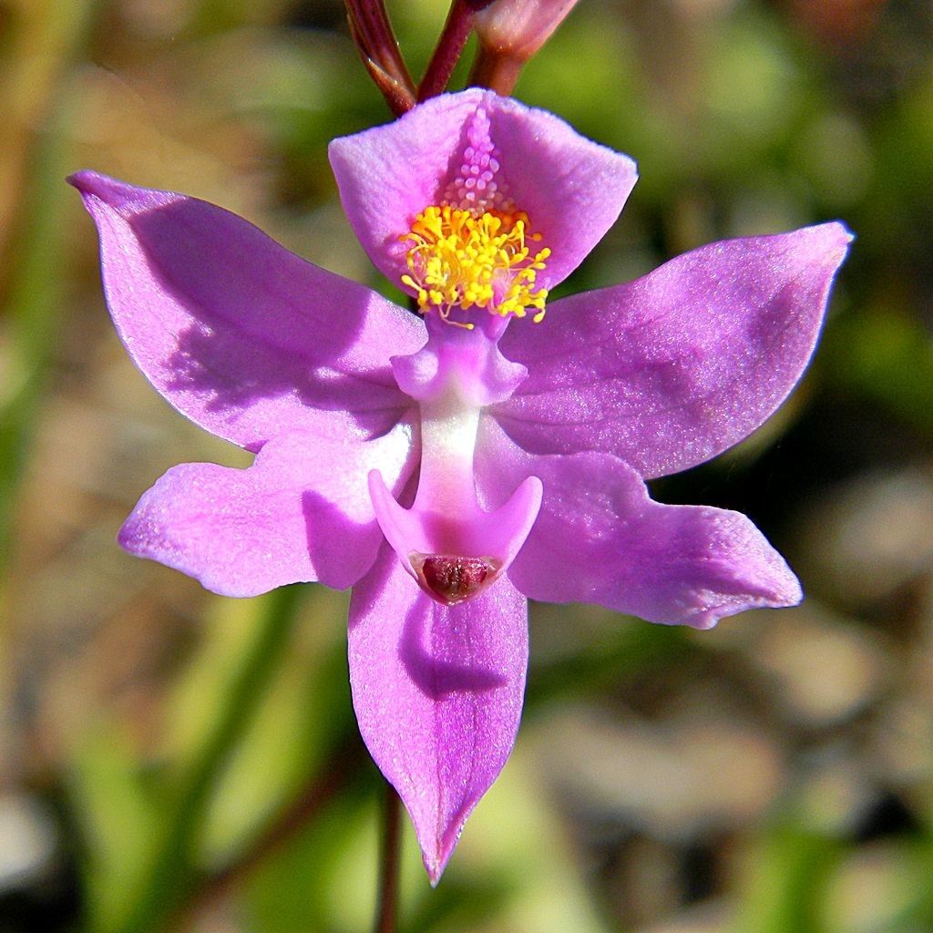 Calopogon barbatus flower