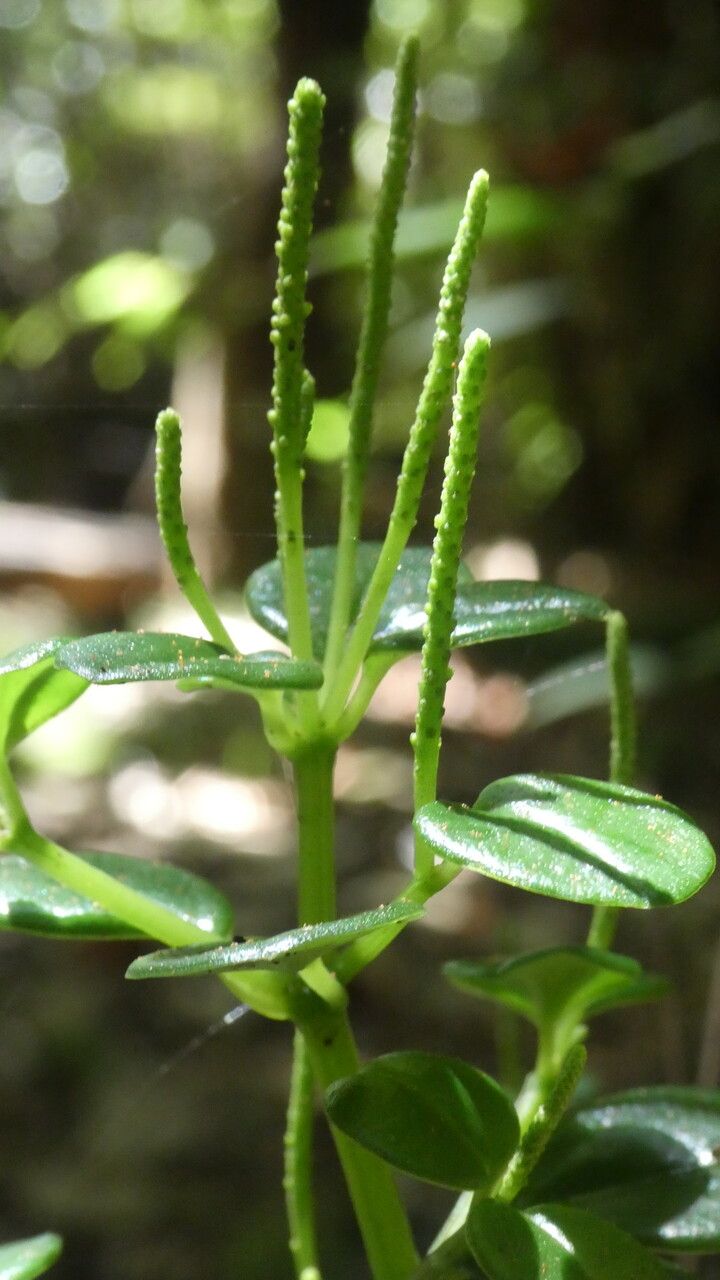 Peperomia elliptica flower