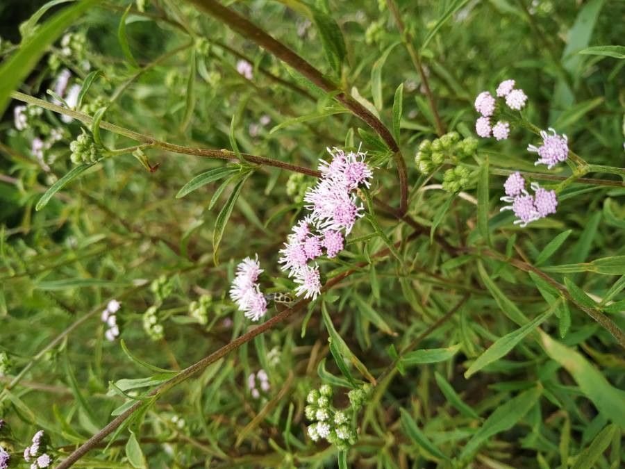 Liatris scariosa leaf