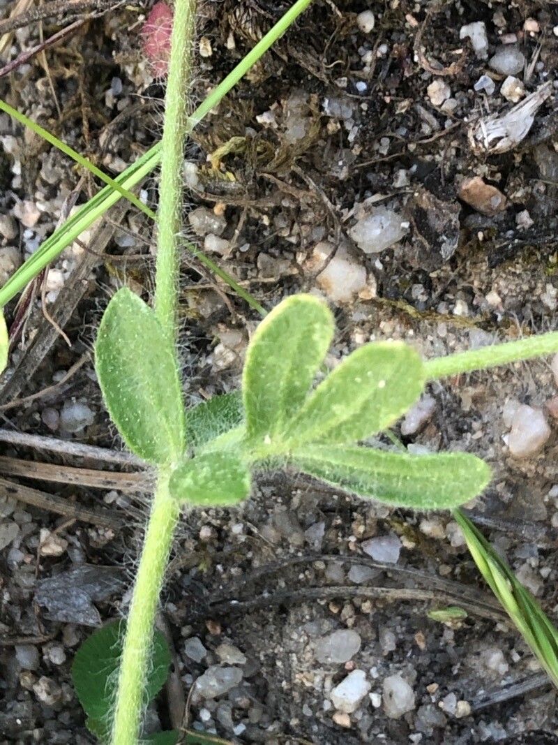 Hymenocarpos lotoides leaf