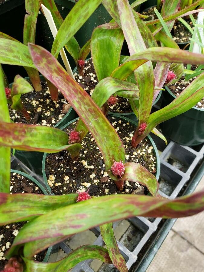 Lachenalia aloides habit