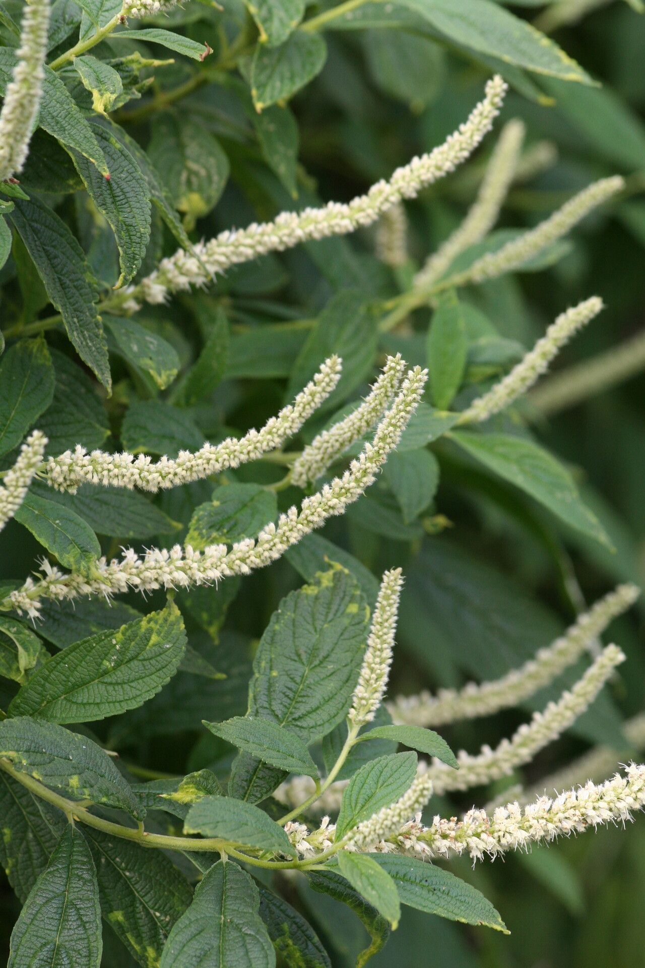 Elsholtzia fruticosa flower