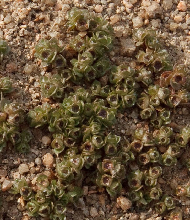 Elatine brochonii flower