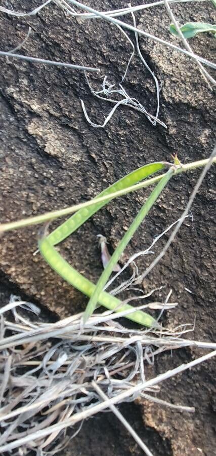 Tephrosia villosa fruit