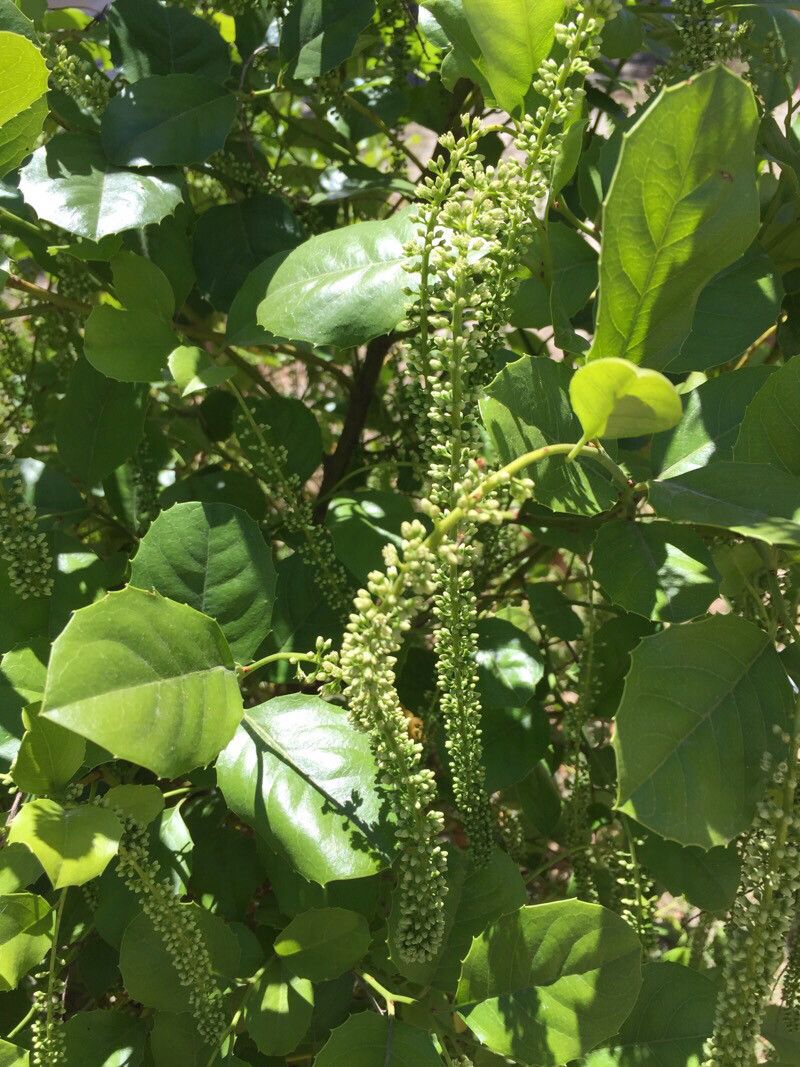 Itea ilicifolia fruit