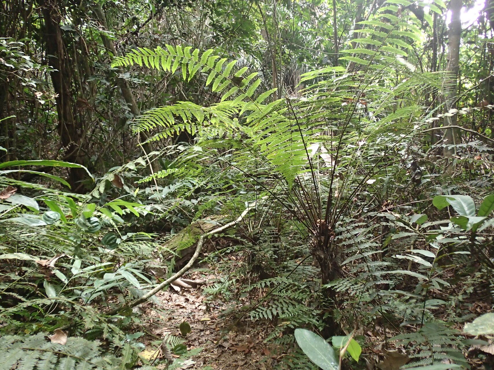 Alsophila camerooniana — houseplant care guide